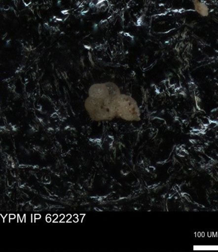 undet. Foraminiferida