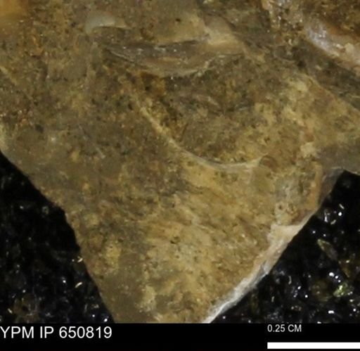 undet. Bivalvia