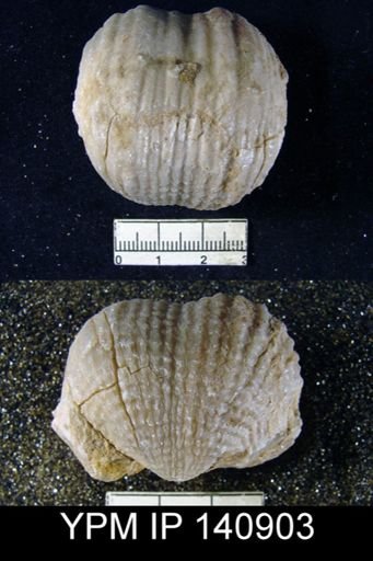Productus (Dictyoclostus) indicus