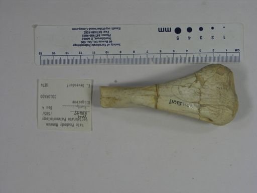 Testudinata