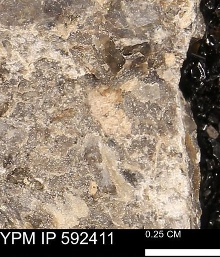 undet. Bivalvia