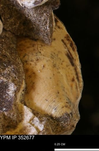 Limopsis striatopunctatus