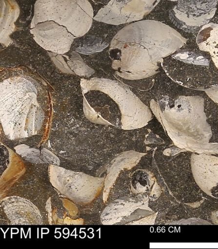Protocardia sp.
