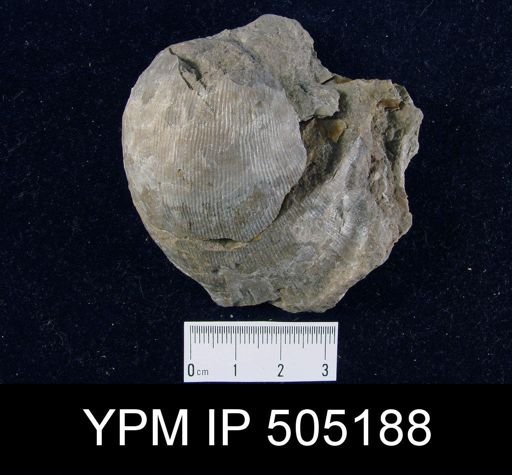 Linoproductus sp.