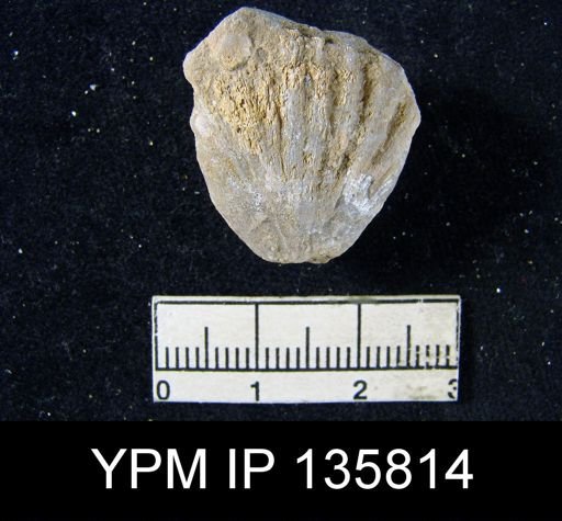 Streptorhynchus (Kiangsiella) pectiniformis