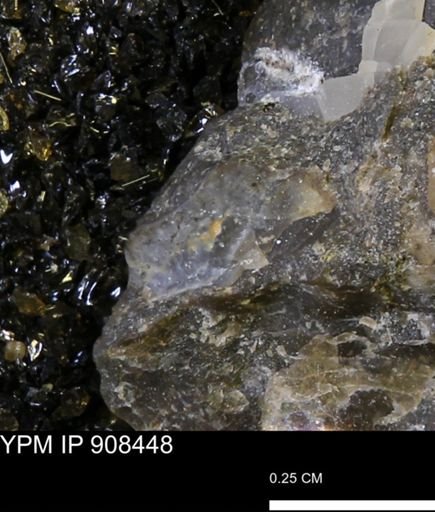 undet. Mollusca