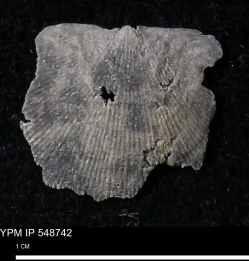 Stropheodonta perplana