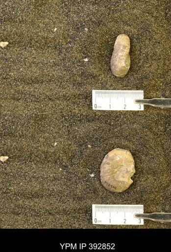 Scaphites sp.