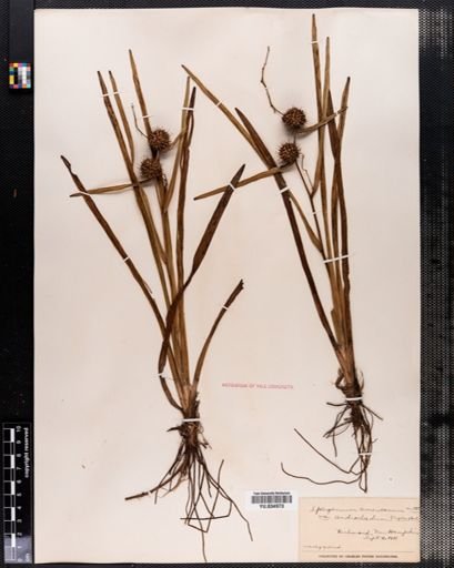 Sparganium androcladum