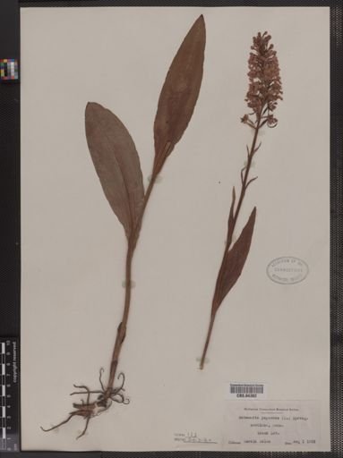 Habenaria psycodes