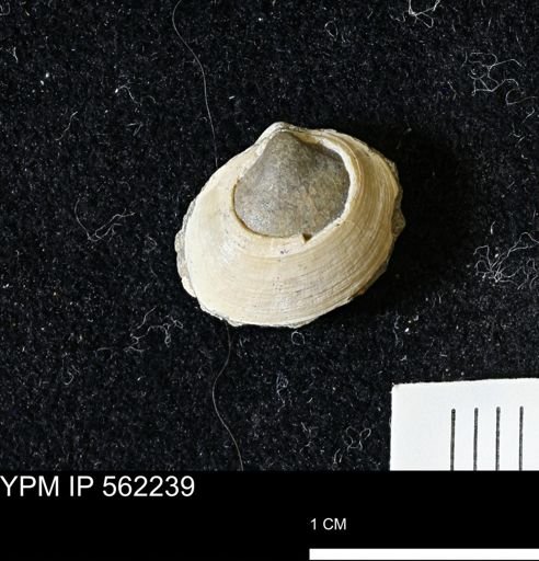 Limopsis striatopunctatus