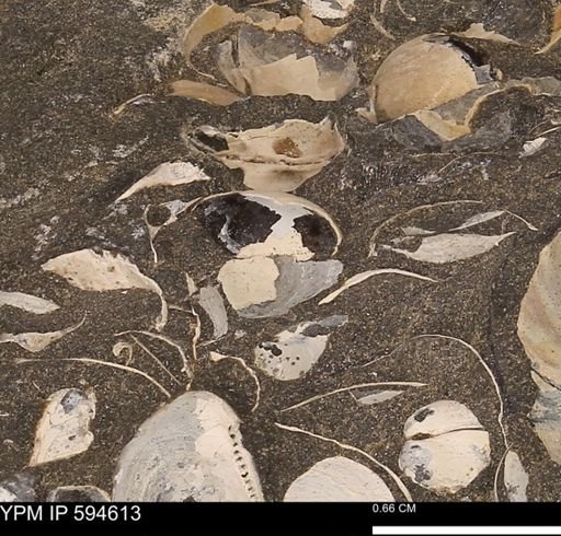 Protocardia sp.