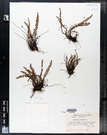 Asplenium trichomanes