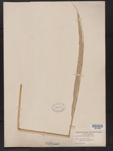 Ammophila breviligulata