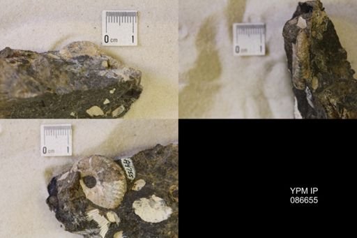 undet. Scaphitidae