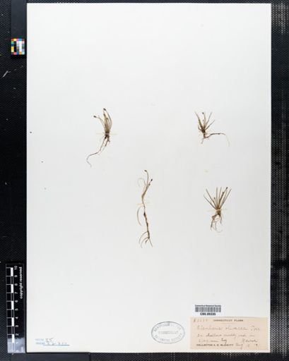 Eleocharis olivacea