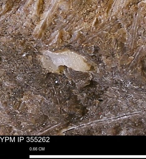 undet. Mollusca