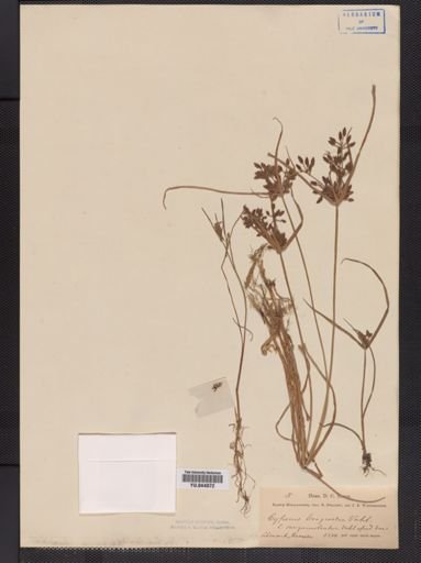 Cyperus