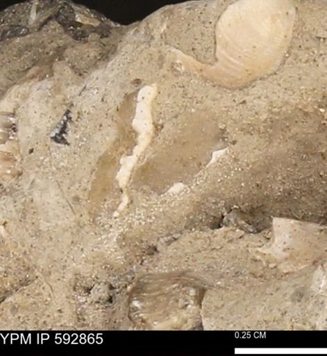 undet. Mollusca