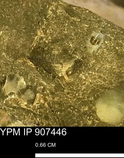 undet. Mollusca