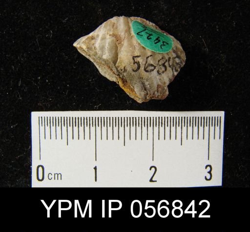 Spirifer cyclopterus