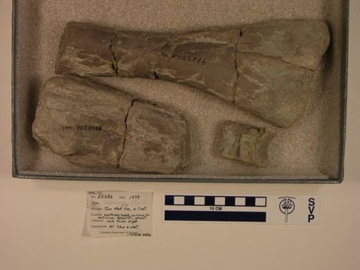 Hadrosauridae