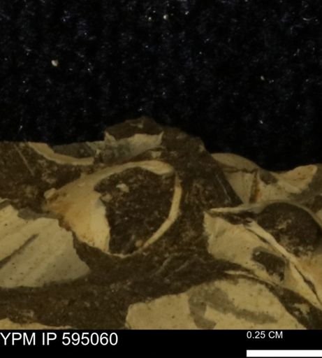 Protocardia sp.