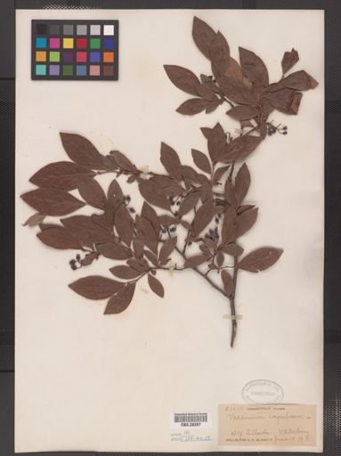 Vaccinium corymbosum