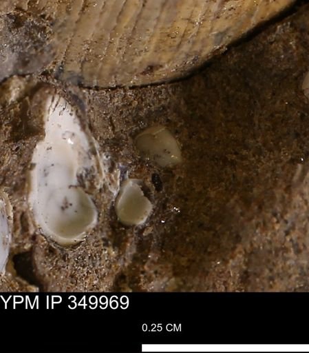 undet. Bivalvia