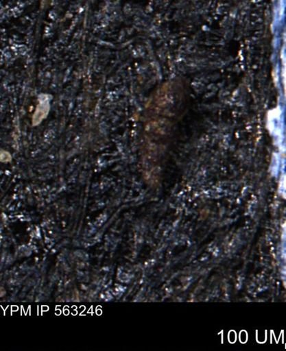 Verneuilinoides hectori