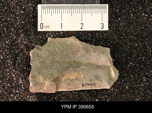 Baculites sp.