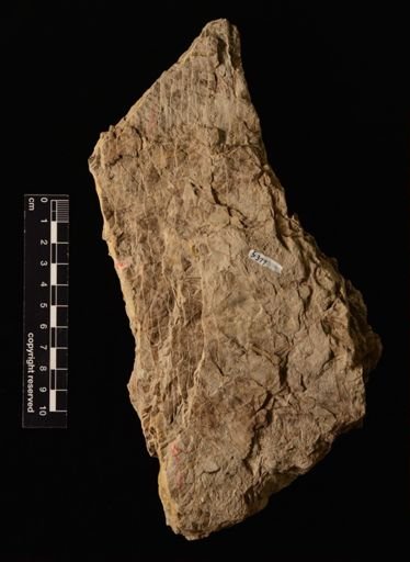 Cladophlebis sp.