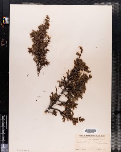 Plantae