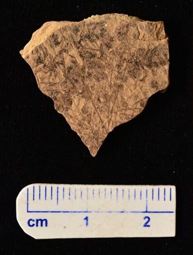 Azolla primaeva