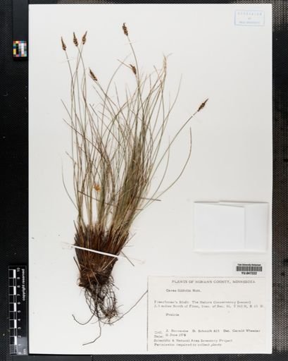 Carex filifolia