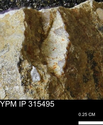 undet. Mollusca