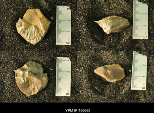 undet. Scaphitidae