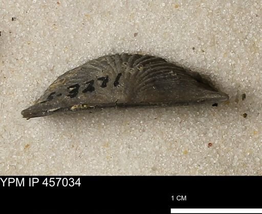 Stropheodonta sp.
