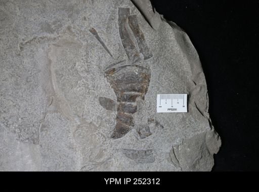 undet. Eurypterida