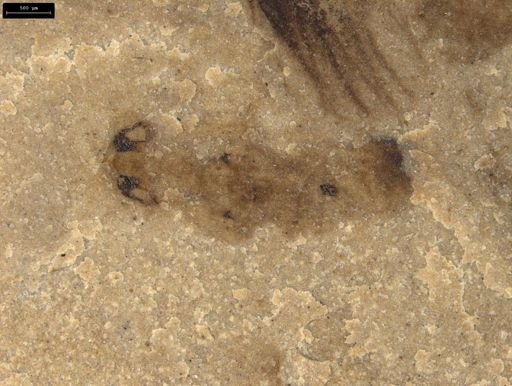 undet. Insecta