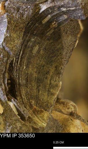 Limopsis striatopunctatus