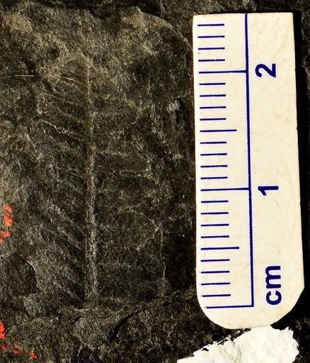 Pecopteris unita