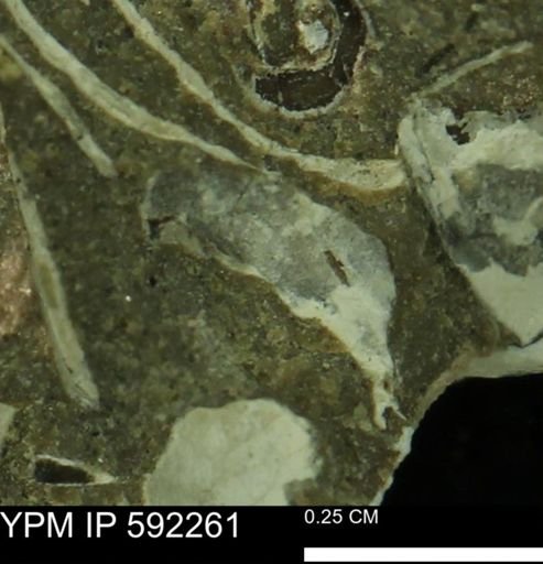undet. Bivalvia