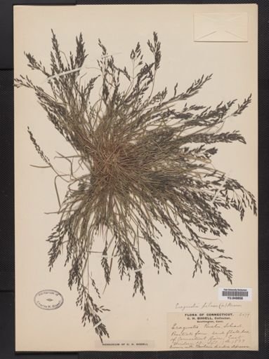 Eragrostis pilosa