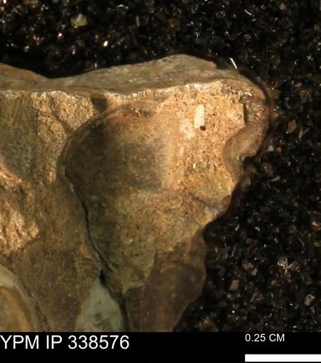 undet. Mollusca