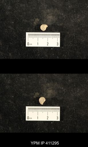 Euphemites carbonarius