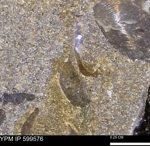 Protocardia subquadrata