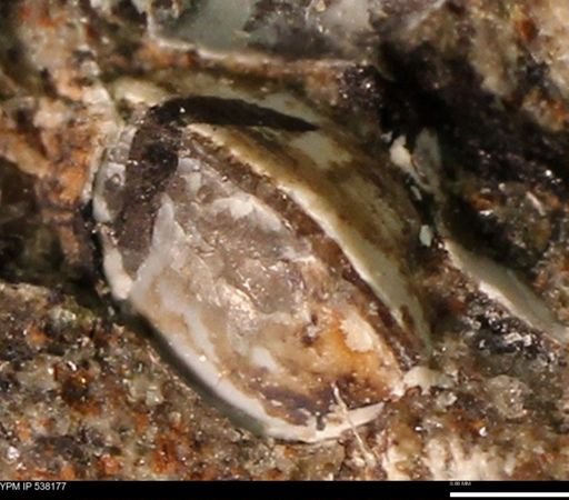 Corbulamella gregaria
