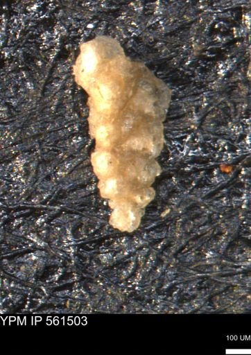 Verneuilina canadensis
