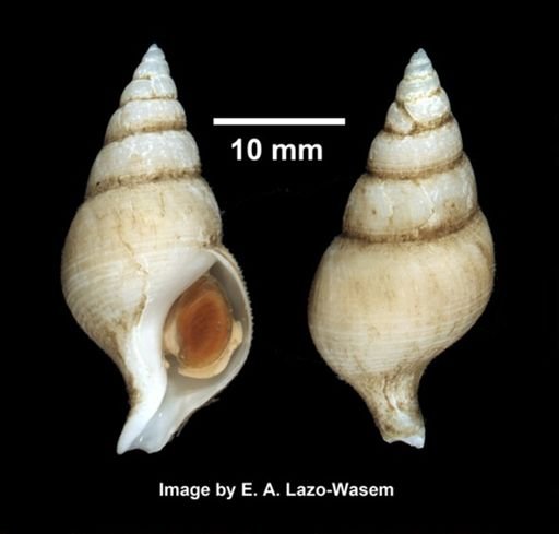 Colus pygmaeus